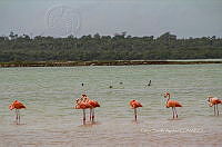 FBA0937 Phoenicopterus ruber.jpg