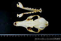 AAGC0217 Vulpes macrotis.jpg