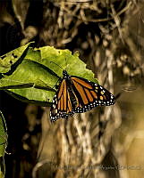 MEFA03 Danaus plexippus.jpg