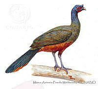 MAPM1087 Ortalis wagleri.jpg