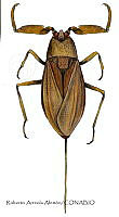 RAA0985 Ranatra quadridentata.jpg