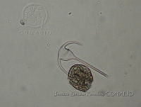JSP078 Ceratium tripos.JPG