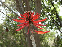 CGL0904 Erythrina americana.jpg