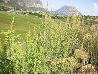EEC0010 Ambrosia psilostachya.jpg