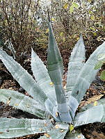 RG016 1074 Agave rhodacantha.jpg