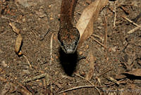 NJL0002 Coniophanes fissidens.jpg