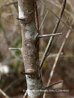 EMMS0024 Attilaea abalak.jpg