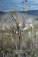 IMDOC 4798 Pittocaulon praecox.jpg