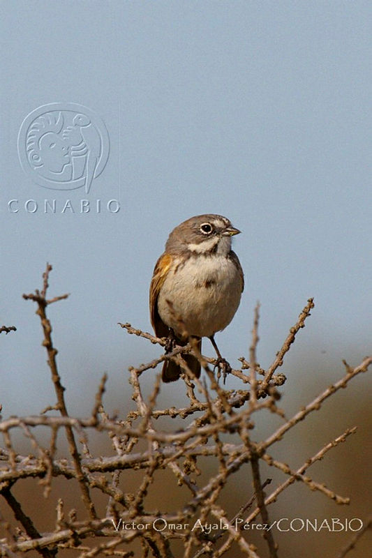 VOAP0071%20Artemisiospiza%20belli.jpg.jieS3LX1MQ03j4FhQA3g0JtbmFja29CbnFuZ3NAbXJ6LGtwZwA.10wVQNle5R