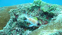 CGG0568 Holocentrus adscensionis.JPG
