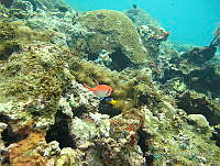 CGG0785 Myripristis jacobus.JPG