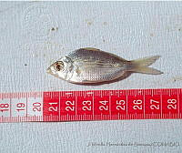 JMHS0014 Eucinostomus gula.jpg