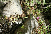 ASSA014 Oenothera rosea.jpg