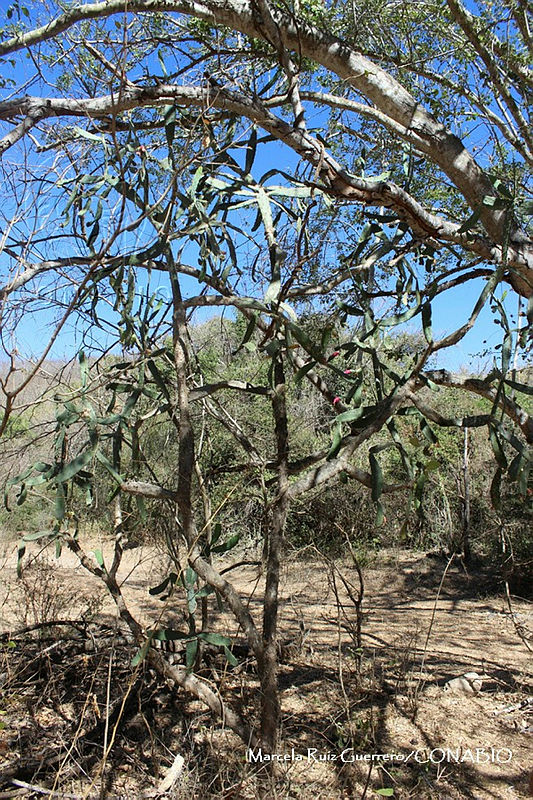 MRG 2018 1159%20Opuntia%20auberi%20(MEGA 14mar18 a).JPG.nyeL5P3zMRE dx1jQA3g0JtbmFja29CbnFuZ3NAbXJ6LGtwZwA.iGx LwBGJu