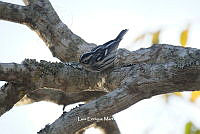 LEMH072 Mniotilta varia.JPG