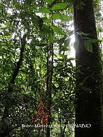 JF092 1174 Chamaedorea pinnatifrons.jpg