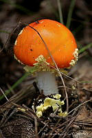 HMCC001 Amanita junquillea.jpg