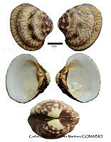 KT014 0223 Chione tumens.JPG