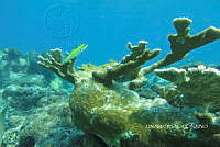 NE018 0685 Acropora palmata.jpg