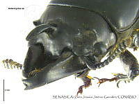ZJJG0122 Aulacocyclus sp..jpg