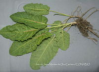 IMDOC4685 Rumex mexicanus.jpg