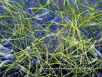 SAFA0020 Syringodium filiforme.JPG