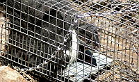 IE003 0091 Mephitis macroura.jpg