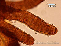 KT018 0250 Stigonema mirable 1.jpg