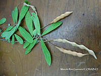 MRG-2017-367 Quadrella indica (MRG-10ago17-g).JPG