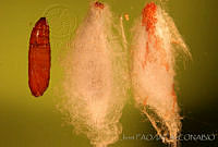 OIEA0019 Cactoblastis cactorum.jpg