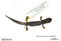 ME006 herp SCLC 0241 Bolitoglossa stuarti - Wake & Brame, 1969.jpg