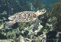 CNS1284 Eretmochelys imbricata.jpg