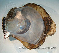MRyRR185 Isognomon alatus.jpg