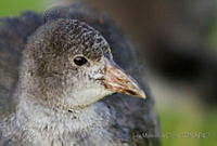 IMDOC1577 Fulica americana.jpg