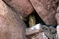 LS0002 Bubo virginianus.jpg