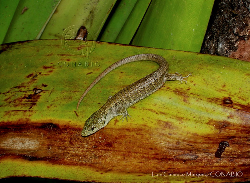 LCM0126%20Abronia%20fuscolabialis.jpg.iSeB3fH0MUEh Y1hQA3g0JtbmFja29CbnFuZ3NAbXJ6LGtwZQA.u4GYy6UPFZ