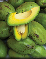 03 aguacate_u.jpg