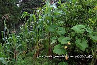 LDEB028 Cucurbita sp y Zea mays.jpg