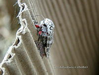 CAR 001 Arachnis picta.jpg