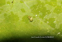JCC0054 Araneidae.JPG