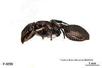 ME006 Hormi 0124 Cephalotes cristatus.jpg