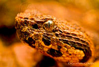 EGP0347 Metlapilcoatlus occidus.jpg