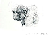 MAPM1258 Macaco Barrigudo.jpg