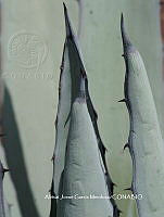 AJGM0031 Agave applanata.JPG