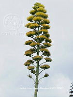 AJGM0038 Agave applanata.JPG