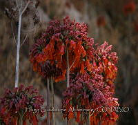 HGA002 Kalanchoe delagoensis.JPG