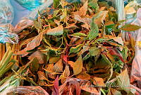 IMDOC Hong 0018 Amaranthus hybridus.jpg.jpg