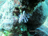 NE018 0492 Stylaster roseus.jpg