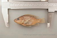 RQTG0072 Oreochromis sp..jpg