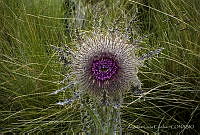 ALE001 Cirsium sp..jpg